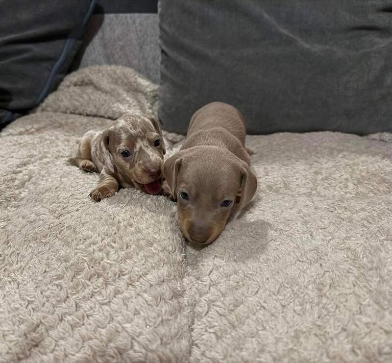 KC REGISTERED MINIATURE DACHSHUND PUPPIES for sale in Wymondham, Norfolk - Image 7