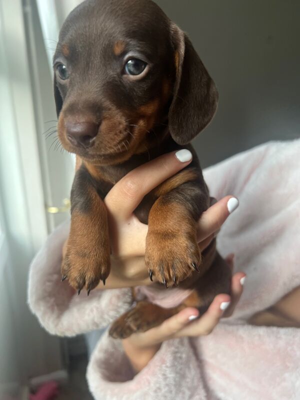 KC REGISTERED MINIATURE DACHSHUND PUPPIES for sale in Wymondham, Norfolk