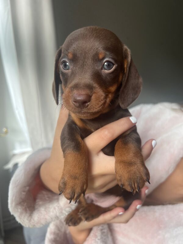 Dachshunds for sale in Wymondham, Norfolk