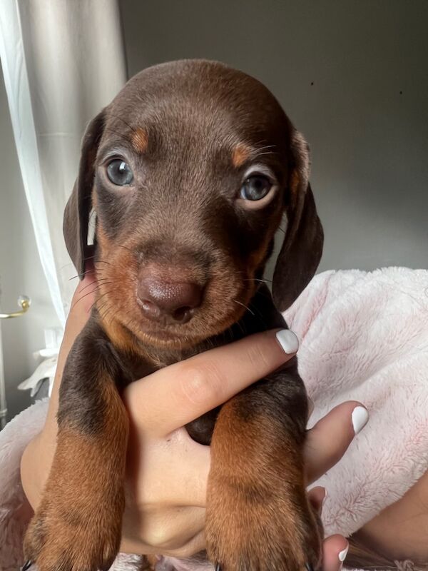 KC REGISTERED MINIATURE DACHSHUND PUPPIES for sale in Wymondham, Norfolk - Image 3