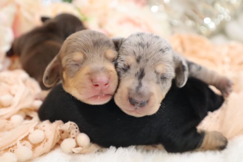 KC Registered Miniature Dachshund Puppies for sale in Wisbech, Cambridgeshire