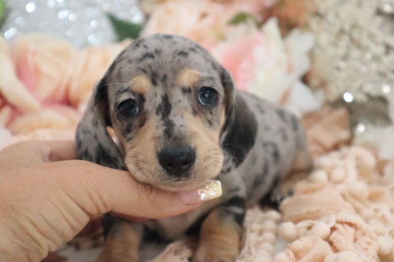 KC Registered Miniature Dachshund Puppies for sale in Wisbech, Cambridgeshire