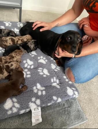 KC registered Miniature Dachshund puppies for sale in Betchworth, Surrey