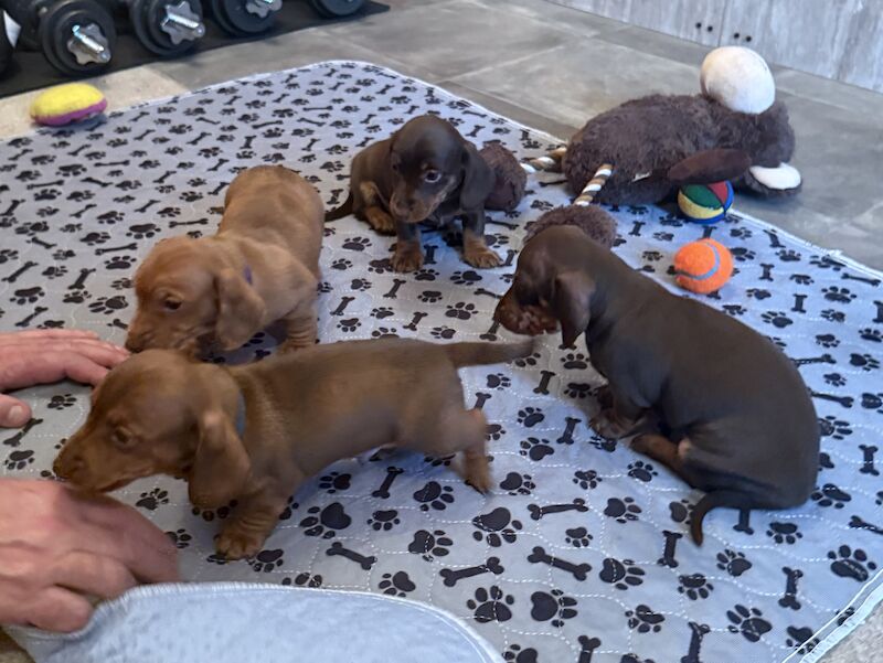 KC Registered Miniature Dachshund Puppies Chocolate Red Dapple for sale in Meare, Somerset