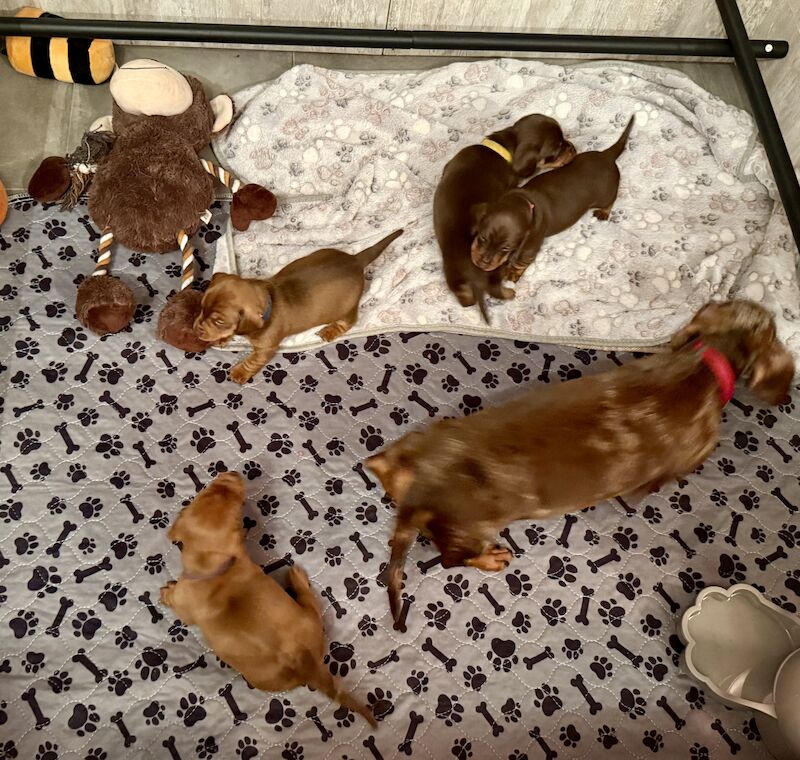 KC Registered Miniature Dachshund Puppies Chocolate Red Dapple for sale in Meare, Somerset - Image 2