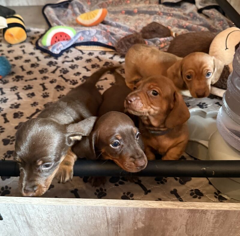 KC Registered Miniature Dachshund Puppies Chocolate Red Dapple for sale in Meare, Somerset - Image 3