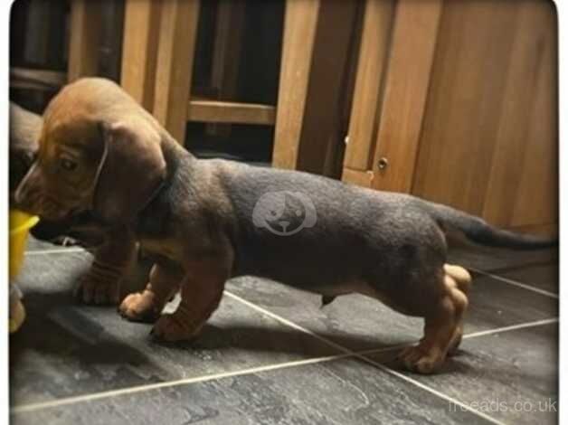 Kc registered Miniature Dachshund puppies for sale in Kilburn, North Yorkshire