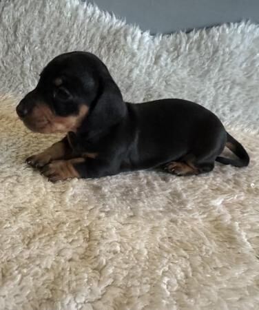KC registered miniature dachshund pups for sale in Amersham, Buckinghamshire
