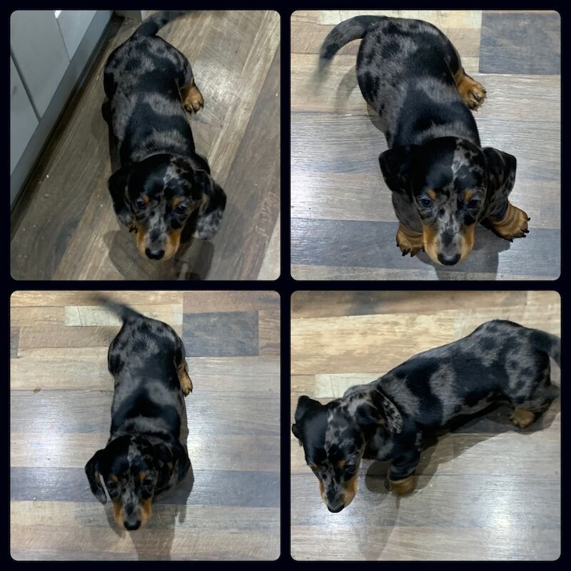 Kc registered miniature dachshund ready now for sale in Pontypridd, Rhondda Cynon Taf - Image 1