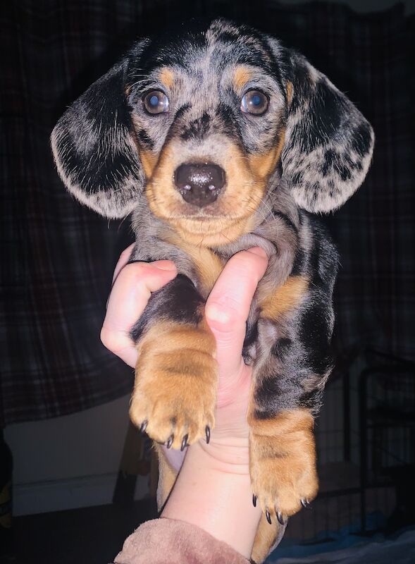 Dachshunds for sale in Pontypridd, Rhondda Cynon Taf