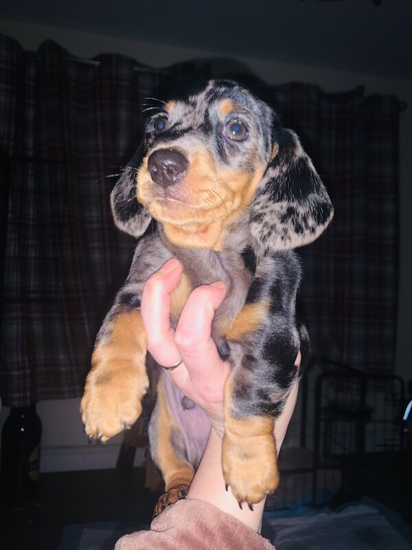 Kc registered miniature dachshund ready now for sale in Pontypridd, Rhondda Cynon Taf - Image 3