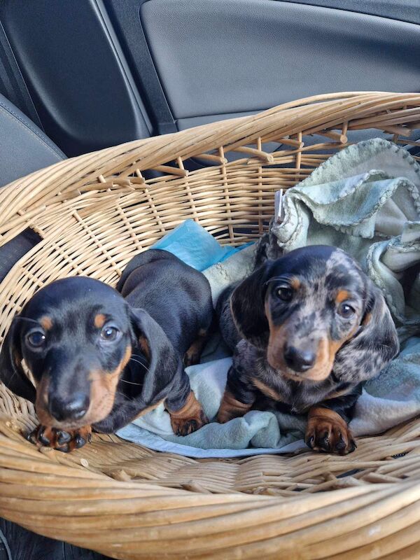 Kc registered miniature dachshund ready now for sale in Pontypridd, Rhondda Cynon Taf - Image 4