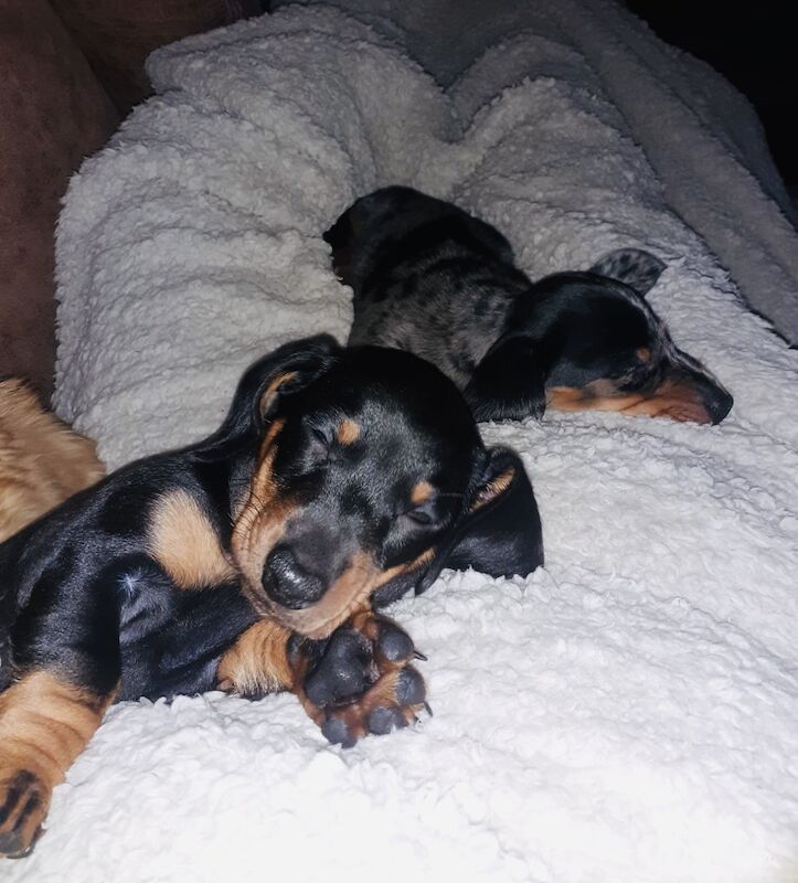 Kc registered miniature dachshund ready now for sale in Pontypridd, Rhondda Cynon Taf - Image 6