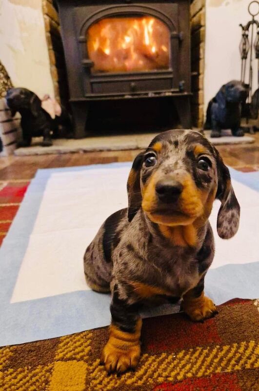 Kc registered miniature dachshund ready now for sale in Pontypridd, Rhondda Cynon Taf - Image 7