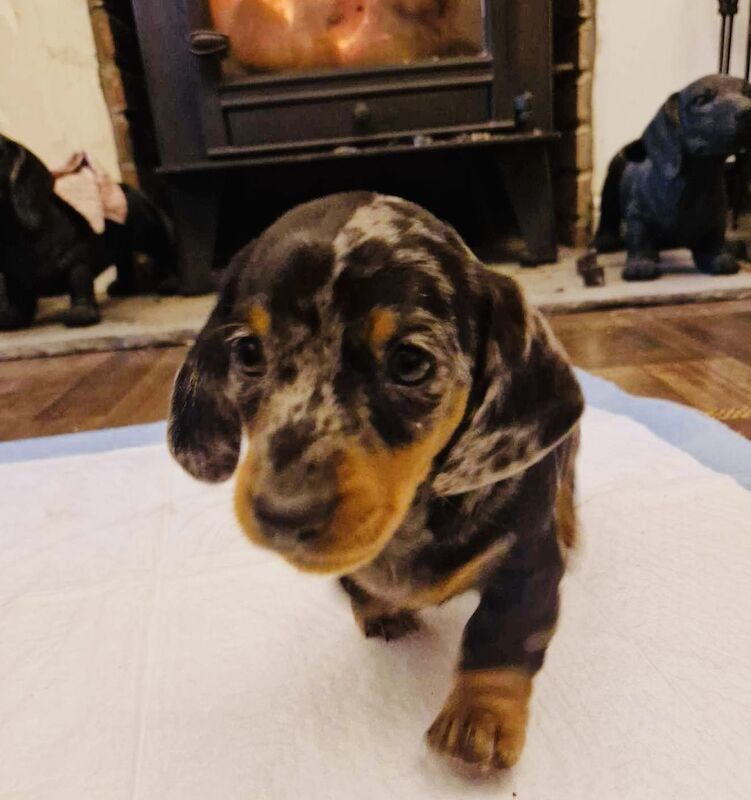 Kc registered miniature dachshund ready now for sale in Pontypridd, Rhondda Cynon Taf - Image 9