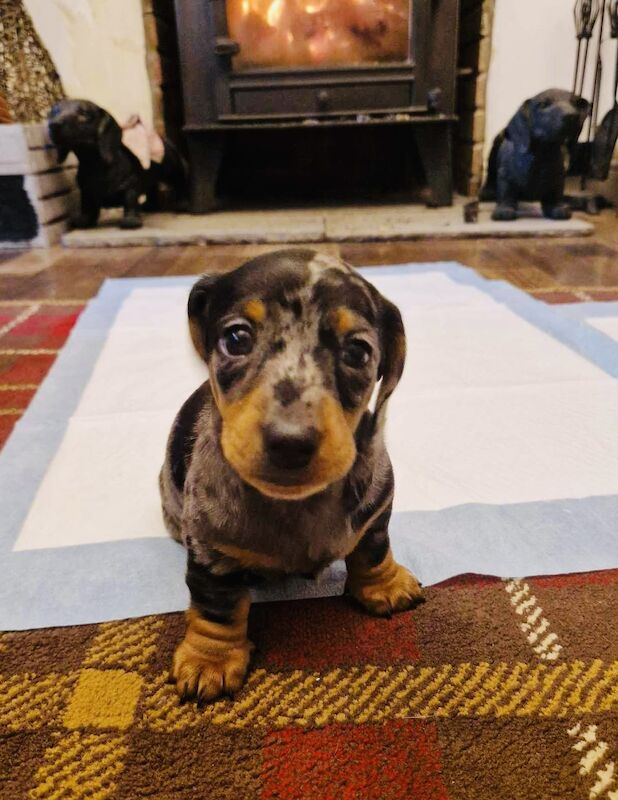 Kc registered miniature dachshund ready now for sale in Pontypridd, Rhondda Cynon Taf - Image 10