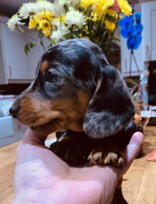 Kc registered miniature dachshund ready now for sale in Pontypridd, Rhondda Cynon Taf - Image 11