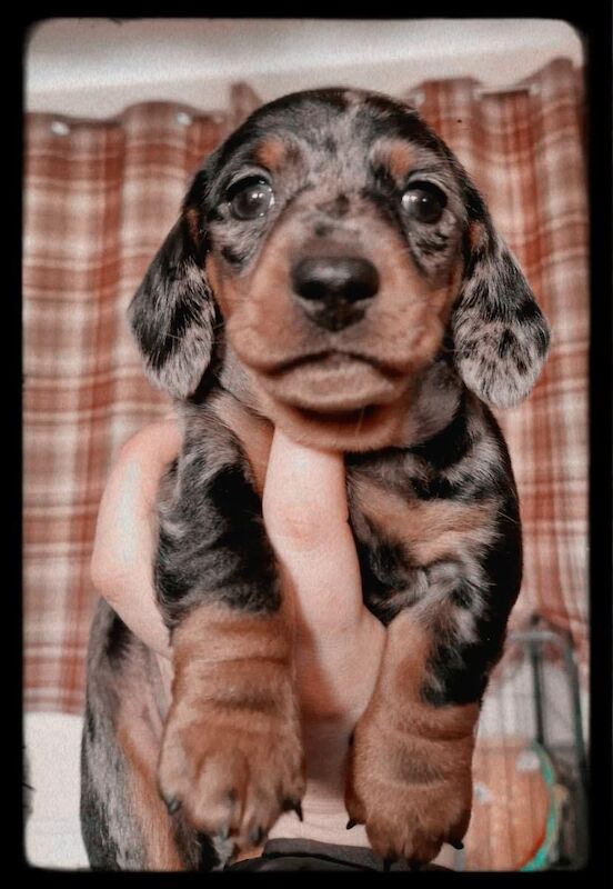 Kc registered miniature dachshund ready now for sale in Pontypridd, Rhondda Cynon Taf - Image 12