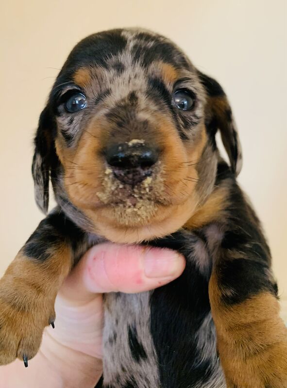 Kc registered miniature dachshund ready now for sale in Pontypridd, Rhondda Cynon Taf - Image 13