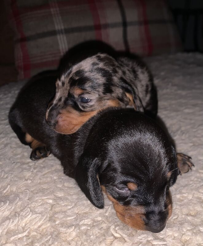 Kc registered miniature dachshund ready now for sale in Pontypridd, Rhondda Cynon Taf - Image 15