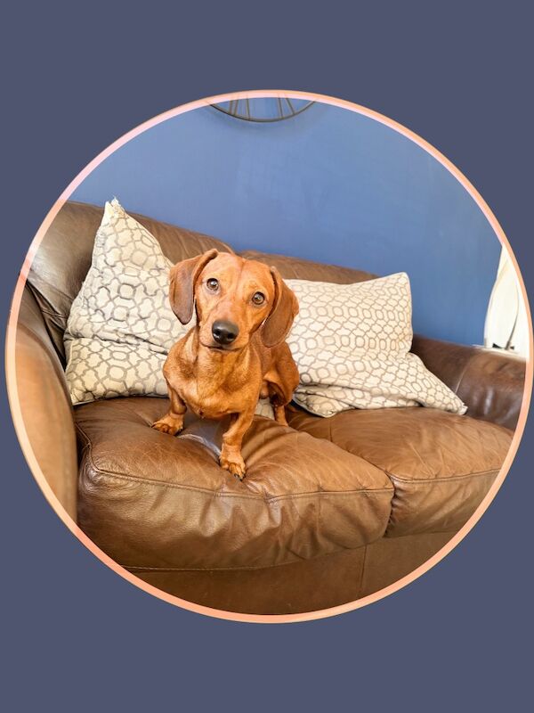 KC Registered Miniature Dachshund Stud Dog - Reyder for sale in Hampton, Richmond upon Thames, Greater London