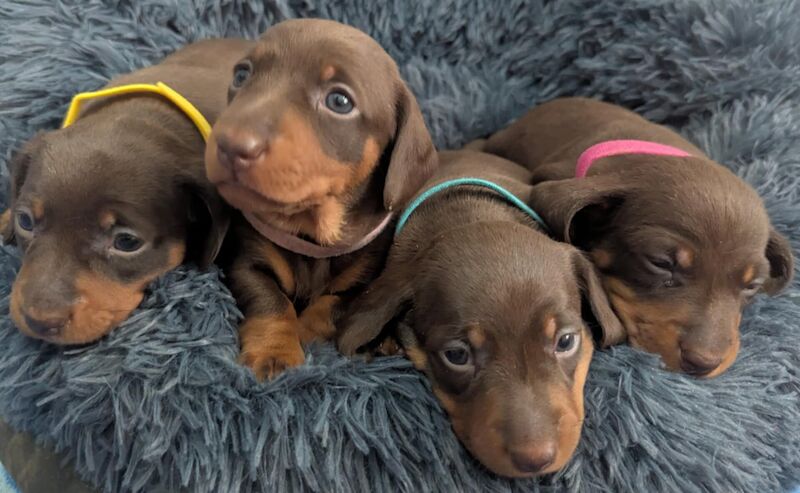 KC Registered Miniature Dachshunds for sale in Boston, Lincolnshire