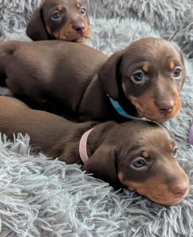 KC registered Miniature Dachshunds for sale in Boston, Lincolnshire