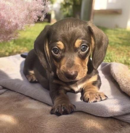 KC registered miniature daschund puppies for sale in Haxby, North Yorkshire