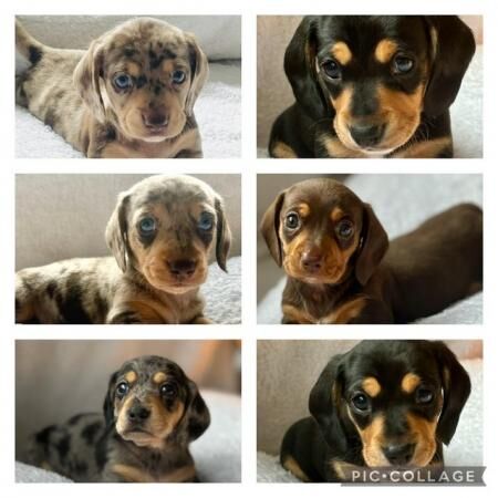 KC registered miniature daschund puppies for sale in Haxby, North Yorkshire - Image 2