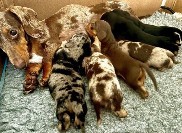 KC registered miniature daschund puppies for sale in Haxby, North Yorkshire - Image 3