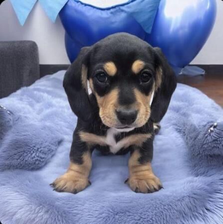 KC registered miniature daschund puppies for sale in Haxby, North Yorkshire - Image 4