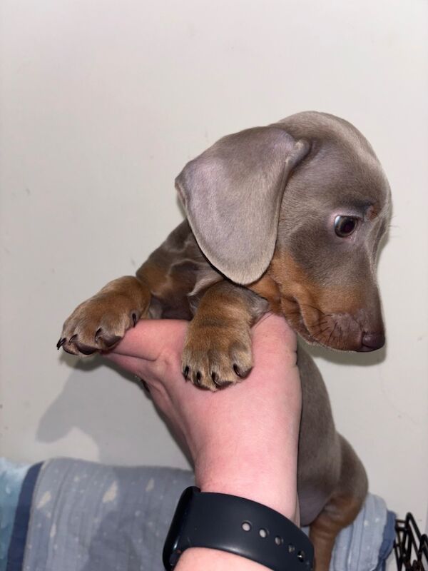 Kc registered miniature puppies for sale in Maidstone, Kent - Image 3