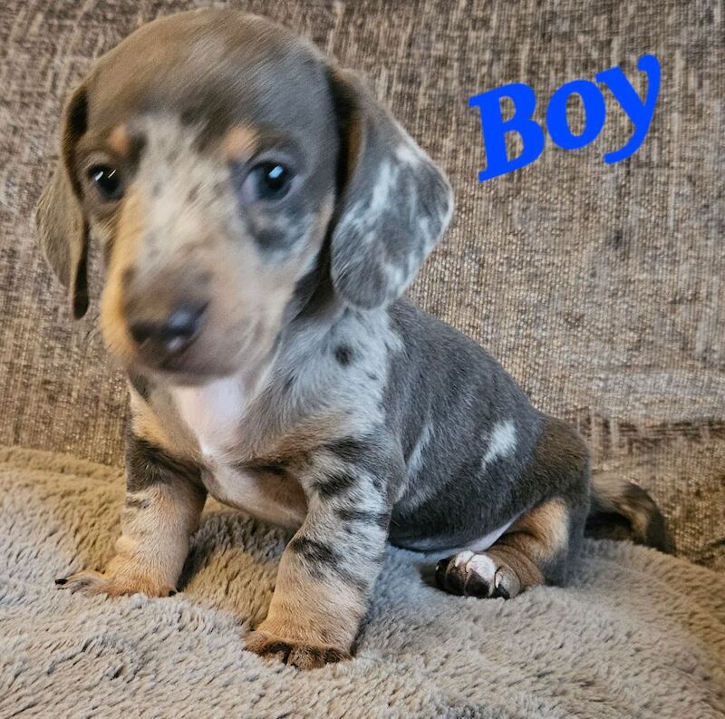 KC Registered Miniature Smooth Hair Dachshunds, Rare Blue Dapples 💙 Charlie Chaplin Lines for sale in Pontefract, West Yorkshire