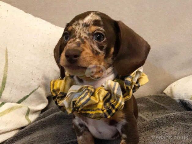 Kc Registered PRA clear minature short haired Dachshunds for sale in Coventry, West Midlands