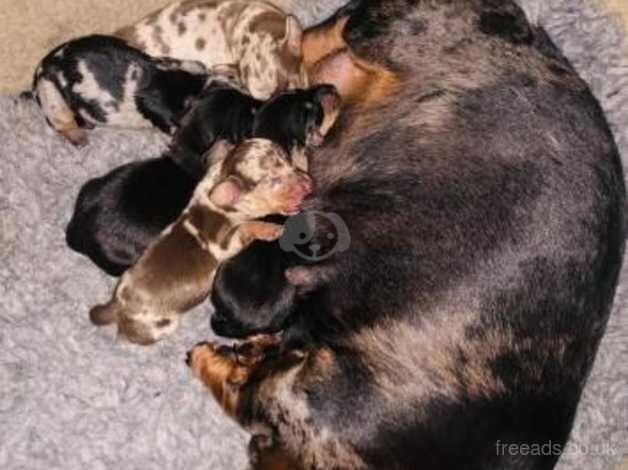 Kc Registered PRA clear minature short haired Dachshunds for sale in Coventry, West Midlands - Image 2