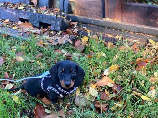 Kc Registered PRA clear minature short haired Dachshunds for sale in Coventry, West Midlands - Image 5