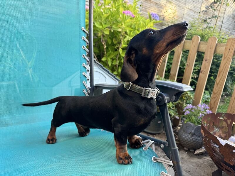 Ready Today!! KC registered PRA clear miniature dachshund puppies for sale in Oxfordshire - Image 9