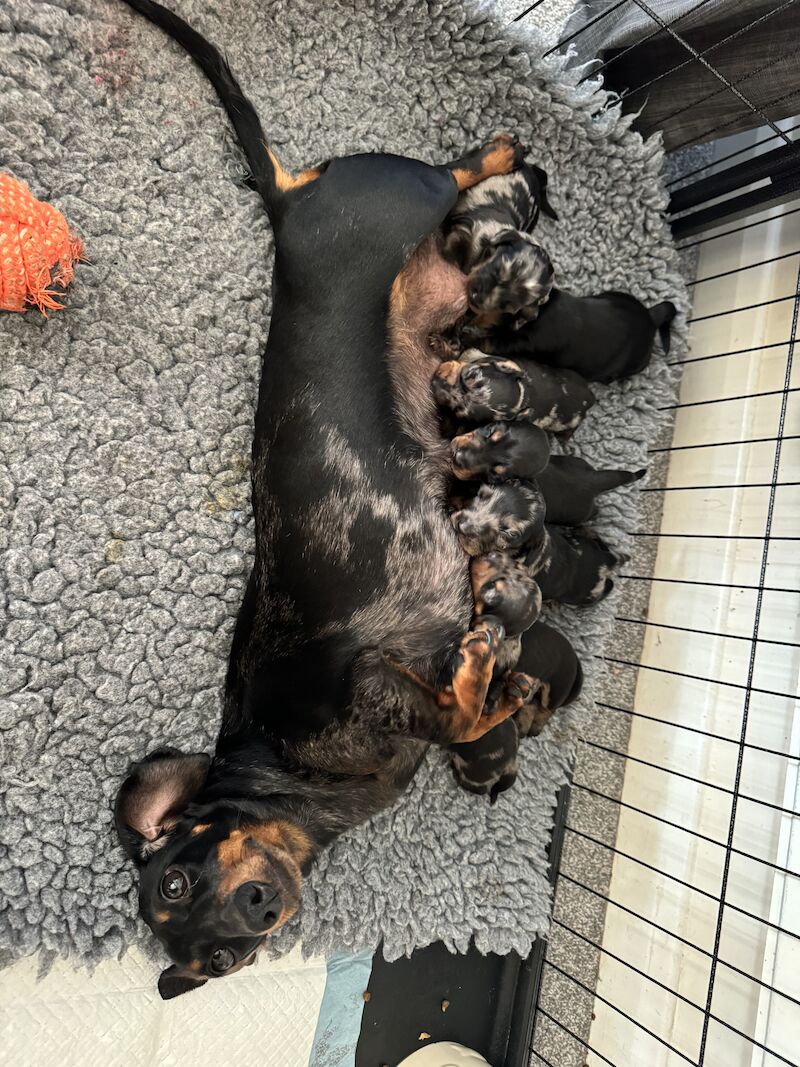 Ready Today!! KC registered PRA clear miniature dachshund puppies for sale in Oxfordshire - Image 3