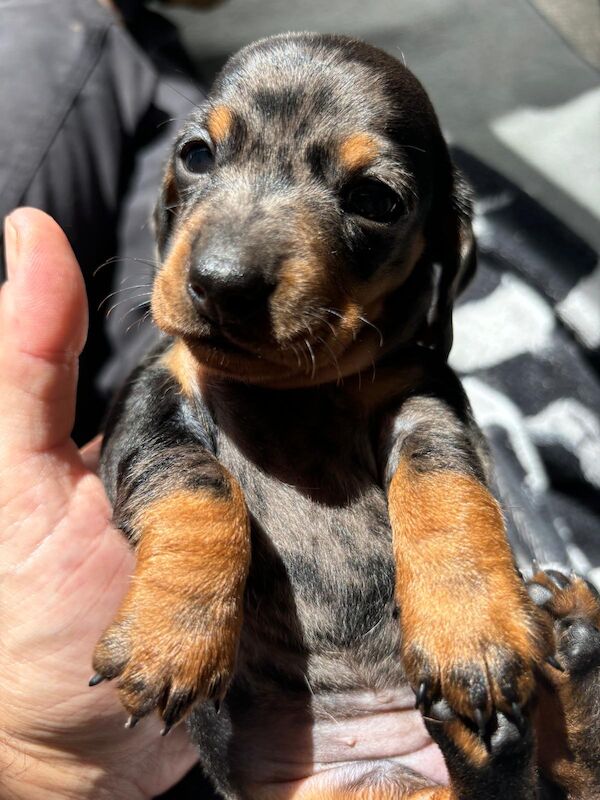 Ready Today!! KC registered PRA clear miniature dachshund puppies for sale in Oxfordshire - Image 2