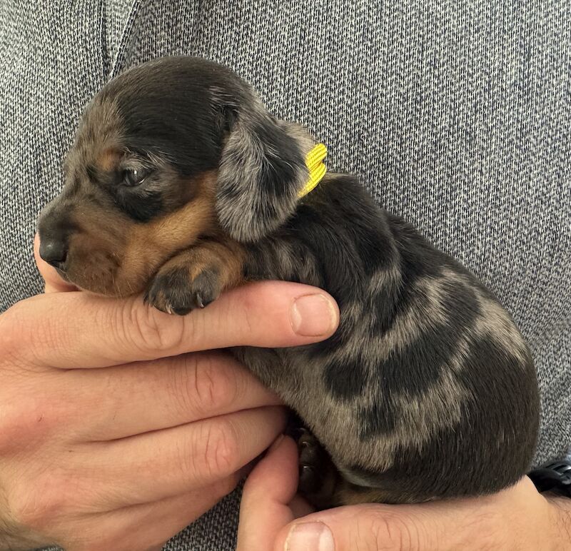 Ready Today!! KC registered PRA clear miniature dachshund puppies for sale in Oxfordshire - Image 4