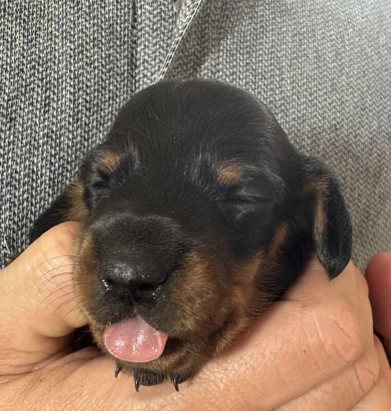 Ready Today!! KC registered PRA clear miniature dachshund puppies for sale in Oxfordshire - Image 5
