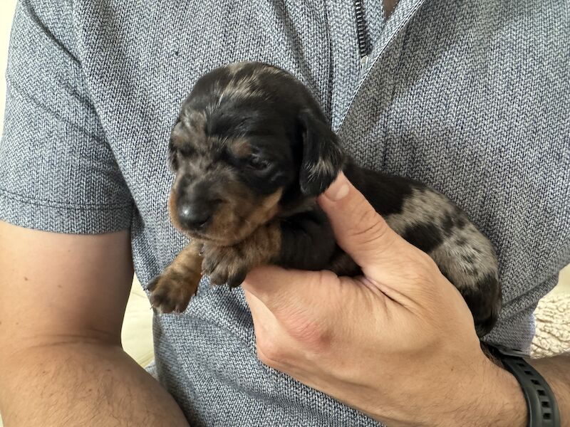 Ready Today!! KC registered PRA clear miniature dachshund puppies for sale in Oxfordshire - Image 6