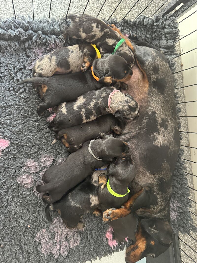 Ready Today!! KC registered PRA clear miniature dachshund puppies for sale in Oxfordshire - Image 7