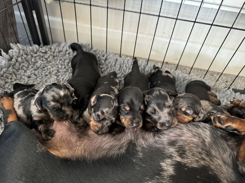 Ready Today!! KC registered PRA clear miniature dachshund puppies for sale in Oxfordshire - Image 8