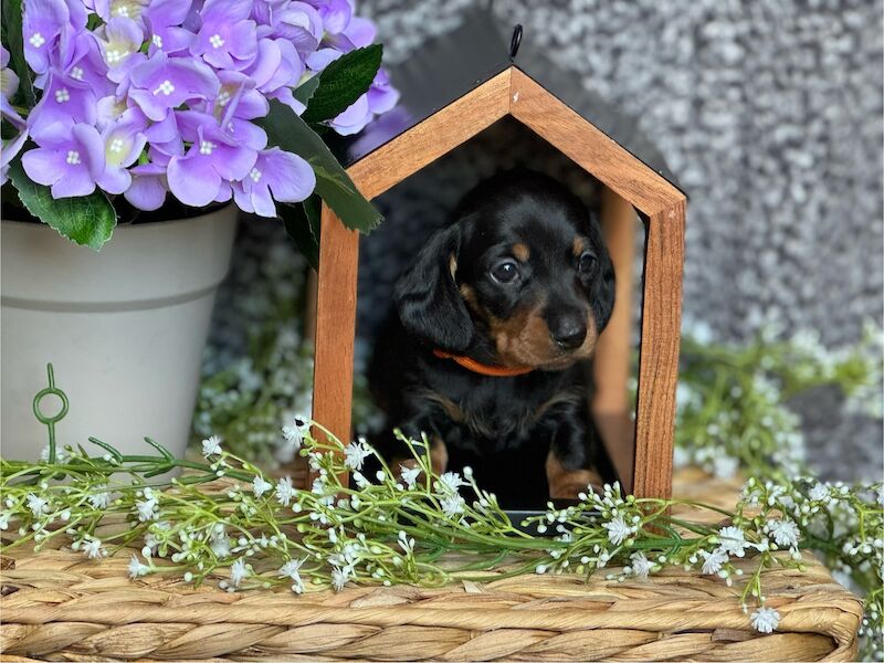 🐾KC registered PRA clear miniature dachshund puppies for sale in Oxfordshire
