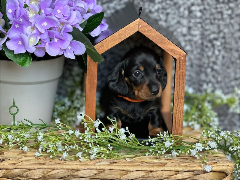 Ready Today!! KC registered PRA clear miniature dachshund puppies for sale in Oxfordshire