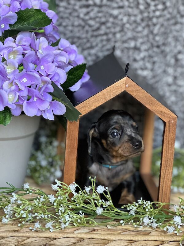 Ready Today!! KC registered PRA clear miniature dachshund puppies for sale in Oxfordshire - Image 10