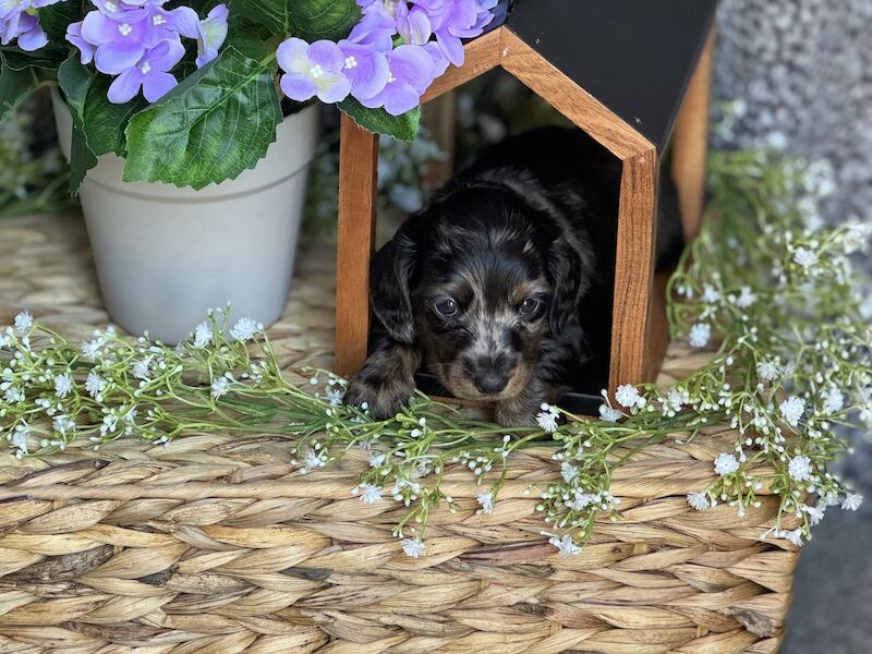 Ready Today!! KC registered PRA clear miniature dachshund puppies for sale in Oxfordshire - Image 11