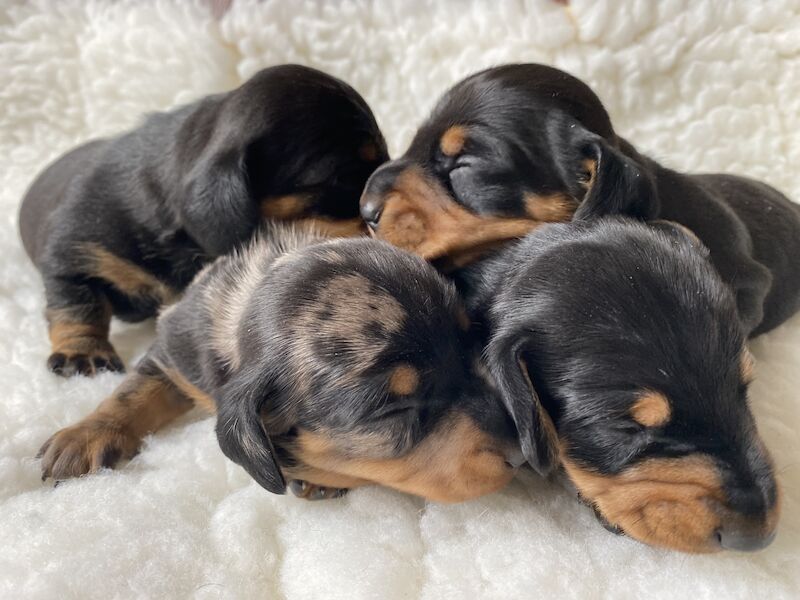KC registered PRA clear miniature Dachshund. True to type for sale in West Hallam, Derbyshire