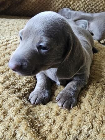 Kc registered pra clear miniature dachshunds for sale in Mapplewell, South Yorkshire - Image 1